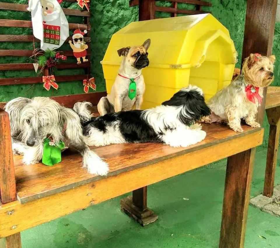 Hotel para cachorro